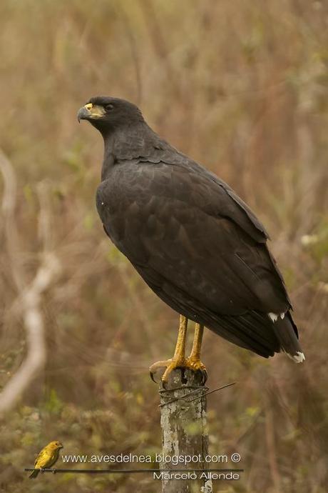 Águila negra (Great black Hawk) Buteogallus urubitinga