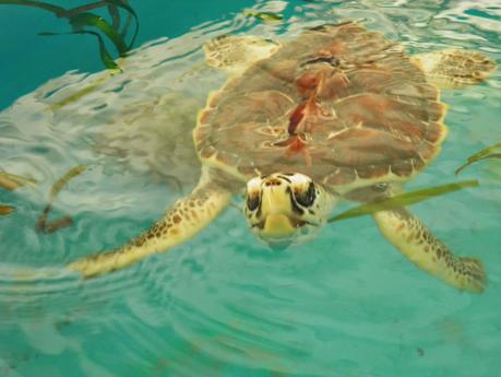 Los Roques - Venezuela - EL Paraiso