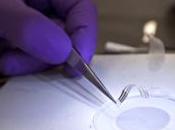 Electronica flexible para implantarla tejido vivo.