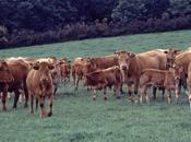 Carne gallega ternera, sinónimo calidad