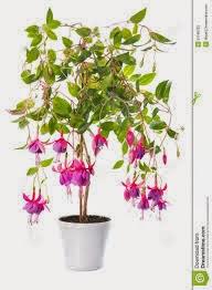 PLANTAS DE INTERIOR Y OTRAS: FUCSIAS