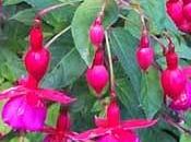 Plantas interior otras: fucsias