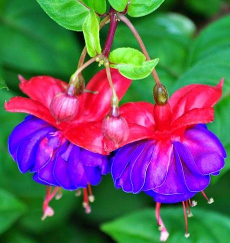 PLANTAS DE INTERIOR Y OTRAS: FUCSIAS