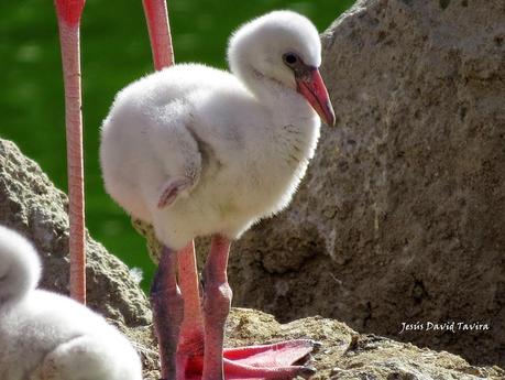 ¡Pollos de flamenco!