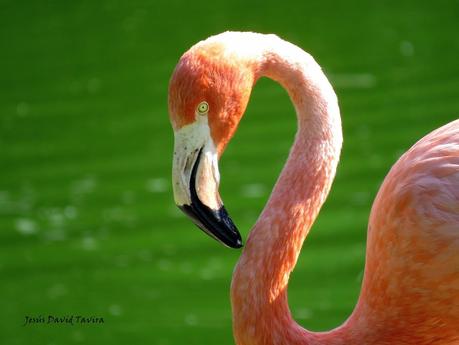¡Pollos de flamenco!