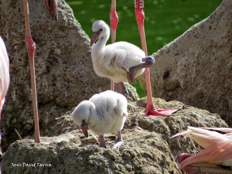 ¡Pollos de flamenco!