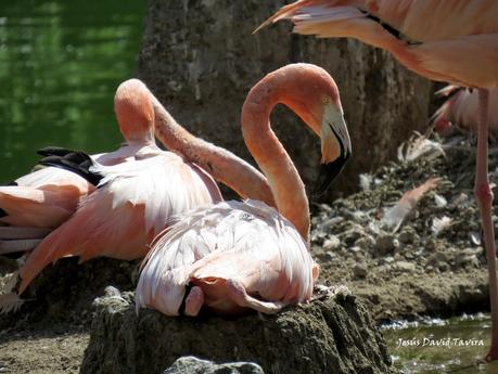 ¡Pollos de flamenco!