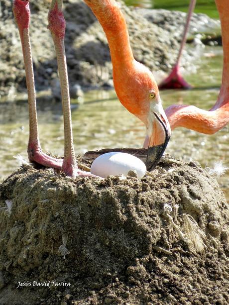 ¡Pollos de flamenco!