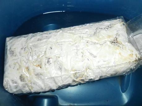 SETAS IBERFUNGHI CON AJITOS Y PEREJIL, Cultivadas en casa.