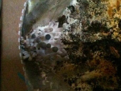 SETAS IBERFUNGHI CON AJITOS Y PEREJIL, Cultivadas en casa.