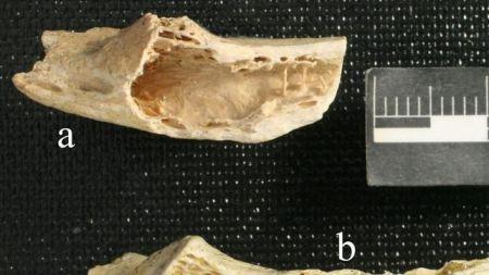Paleooncología Paleooncología