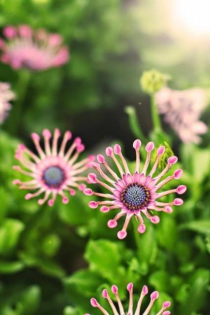 Looks Street: Cangrejeras