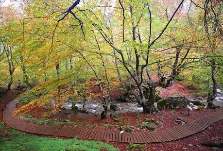 Ciñera de Gordón – Bosque El Faedo bosque-el-faedo