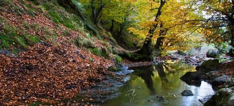 Ciñera de Gordón – Bosque El Faedo bosque-el-faedo-leon