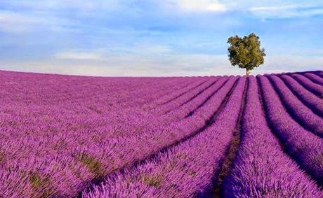 FONTDEBLANC FONTDEBLANC