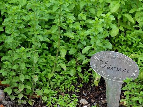 propiedades medicinales del poleo menta