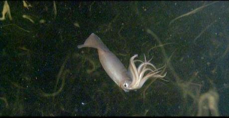 calamar de Humboldt (Dosidicus gigas)