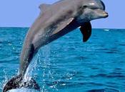 Delfines
