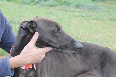 GAZPACHO, PRECIOSO GALGO EN ADOPCIÓN. (MADRID)