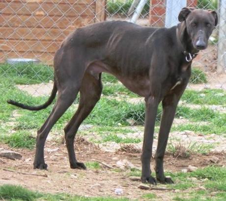 GAZPACHO, PRECIOSO GALGO EN ADOPCIÓN. (MADRID)