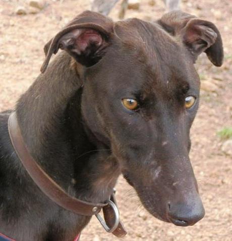 GAZPACHO, PRECIOSO GALGO EN ADOPCIÓN. (MADRID)