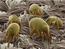 ¿Que tomo para la alergia? ¿Que tomo para la alergia?