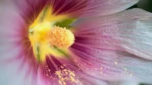 ¿Que tomo para la alergia? ¿Que tomo para la alergia?