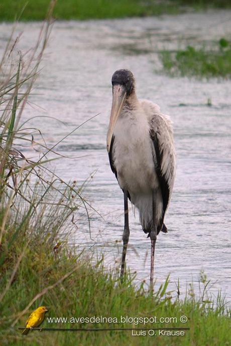 Tuyuyú (American wood Stork) Mycteria americana