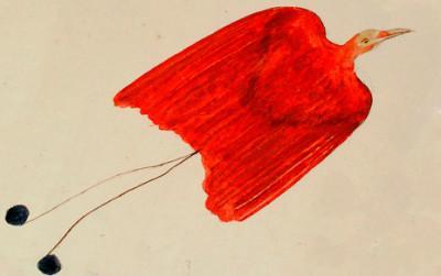 Dibujo en aguada y tinta china del Ave del paraíso  real, Cicinnurus regius, pintada por H. Grahaine en  1705.  Archivo Museo Nacional de Ciencias Naturales  (MNCN-CSIC) 