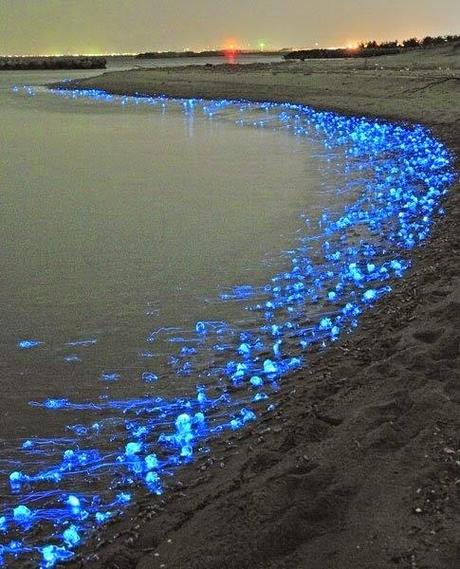 De luciérnagas y tangos