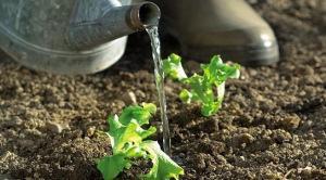Consejos sobre el riego en el huerto urbano riegoos