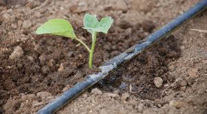 Consejos sobre el riego en el huerto urbano riego localizado