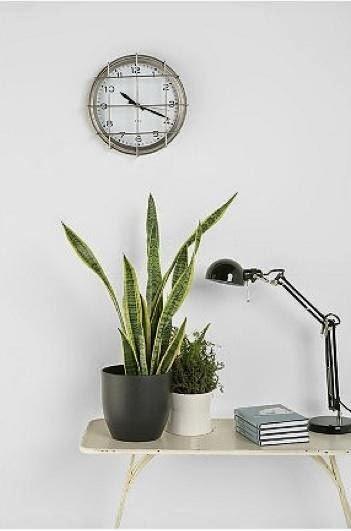 Lengua de suegra: una planta perfecta para interiores | Mother's in law tongue: a perfect indoor plant