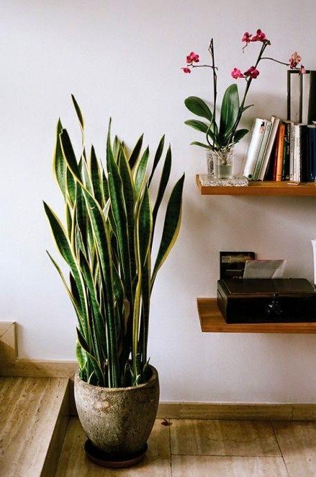 Lengua de suegra: una planta perfecta para interiores | Mother's in law tongue: a perfect indoor plant