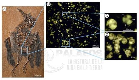 El ave polinizadora más antigua