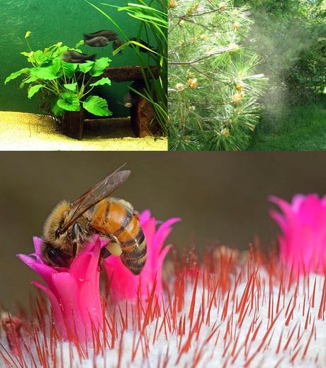 El ave polinizadora más antigua