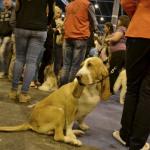 Expo canina madrid