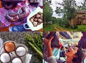 Bizcocho rural nata-nata leche-leche