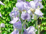 Flor Iris