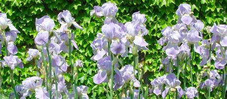 La Flor de Iris