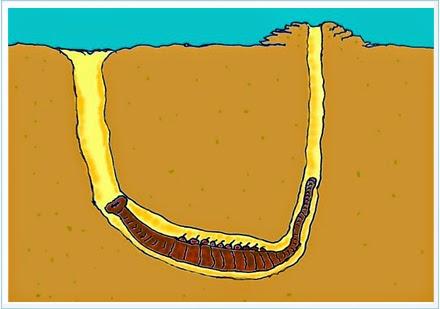 DESCUBREN UNA SANGRE 50 VECES MAS POTENTE QUE LA HUMANA !!