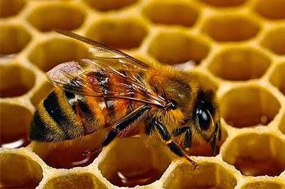La miel y sus beneficios a la salud