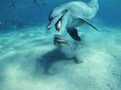 ballenas delfines sólo perciben sabor salado