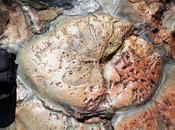 vida antigua Tierra? Probablemente según nuevo estudio