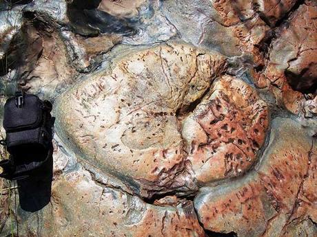 lava basáltica de Barberton Greenstone