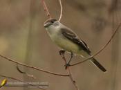 Tijerilla (White-Napped Xenopsaris) Xenopsaris albinucha