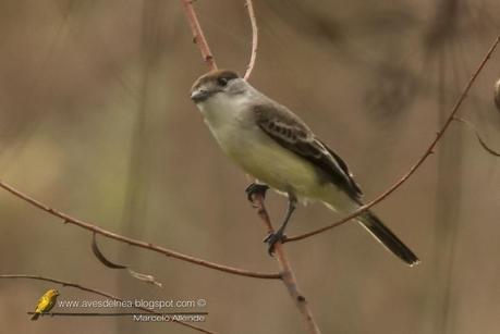 Tijerilla (White-Napped Xenopsaris) Xenopsaris albinucha