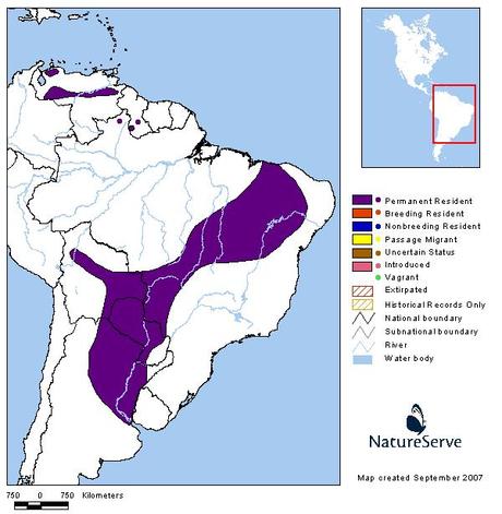 Tijerilla (White-Napped Xenopsaris) Xenopsaris albinucha