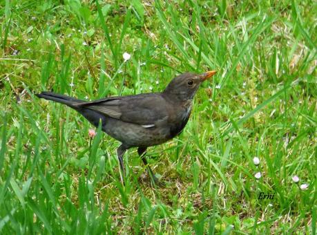 HAZ DE TU ENEMIGO UN ALIADO