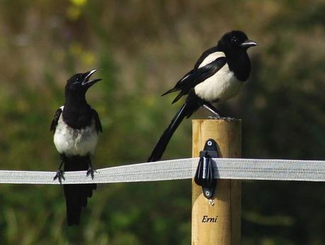 HAZ DE TU ENEMIGO UN ALIADO
